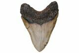 Huge, Fossil Megalodon Tooth - North Carolina #235523-2
